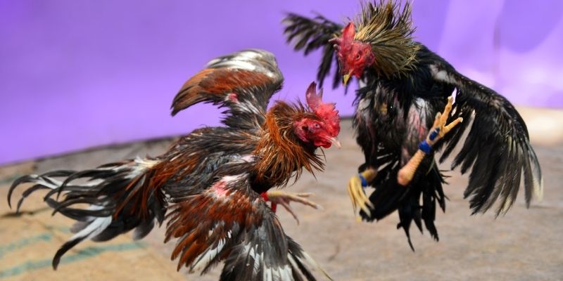 ca xeng KM Game Bài 3d