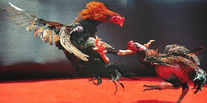 ca xeng bắn cá h5 chơi ngay