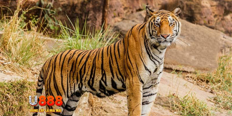 ca xeng game nổ hủ máy bay