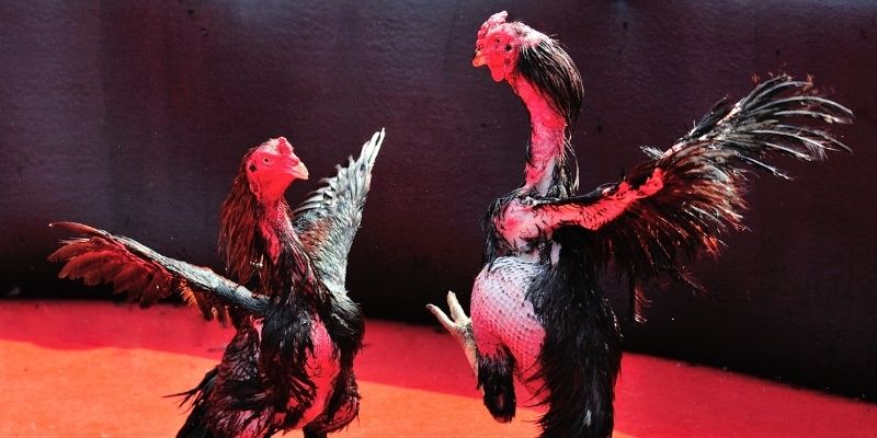 ca xeng thị trường baccarat là gì