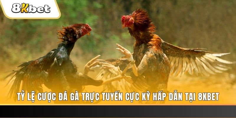 ca xeng c1 gà chọi