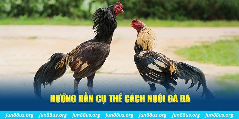 ca xeng đăng nhập sòng bạc số 1