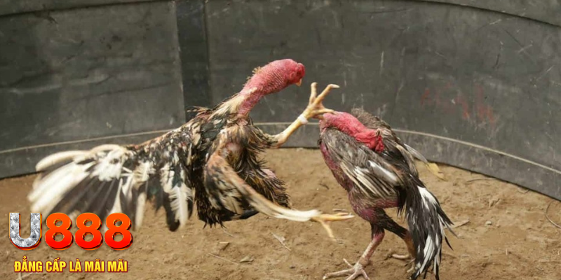 ca xeng đăng nhập tiến lên miền nam số 1